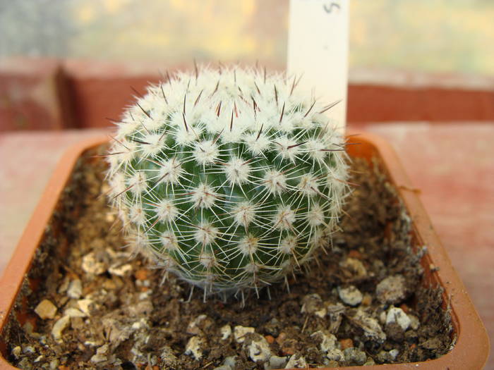 Notocactus winkleri