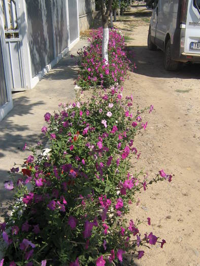 6 iulie 027 - flori de gradina 2009