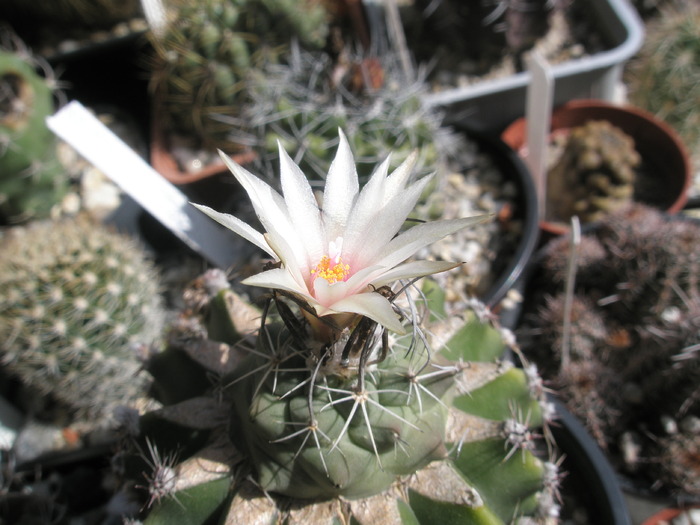 Turbinicarpus altoit - 20.09