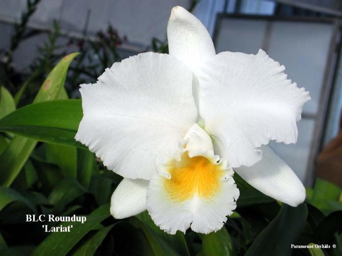 BLC%20Roundup%20'Lariat'1%20copy - flori pt fete