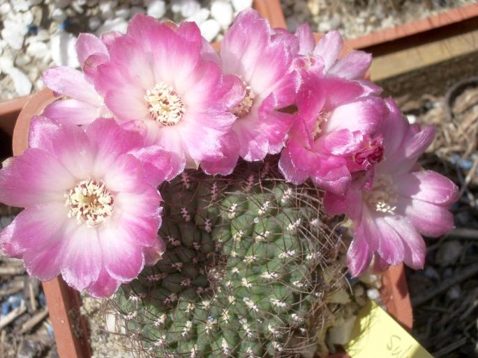 Sulcorebutia pulchra - CACTUSI - ANUL 2008