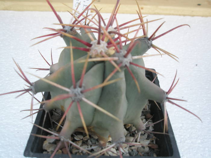 Ferocactus rectispinus Cerros, Colorado - Ferocactus