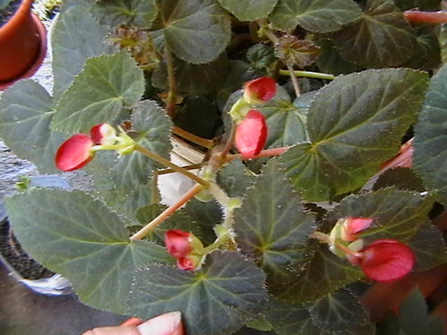 Picture 009