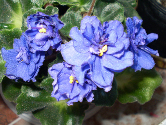 P6172012 - flori de camera 2009-2010