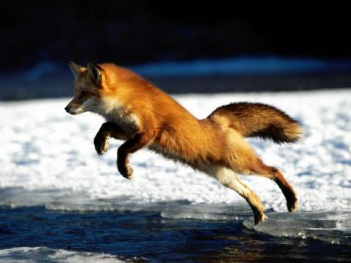Imagini cu Animale la atac_ Imagini animale desktop - Animale