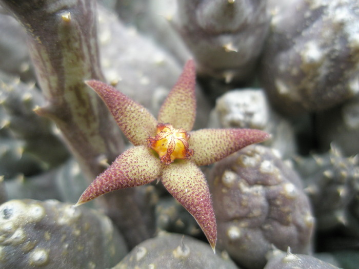 floare de Piaranthus foetidus - Suculente 2008
