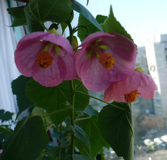 P1090351 - ABUTILONI