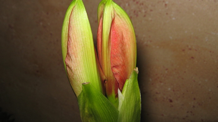 crin cumparat, nu stiu ce culoare este