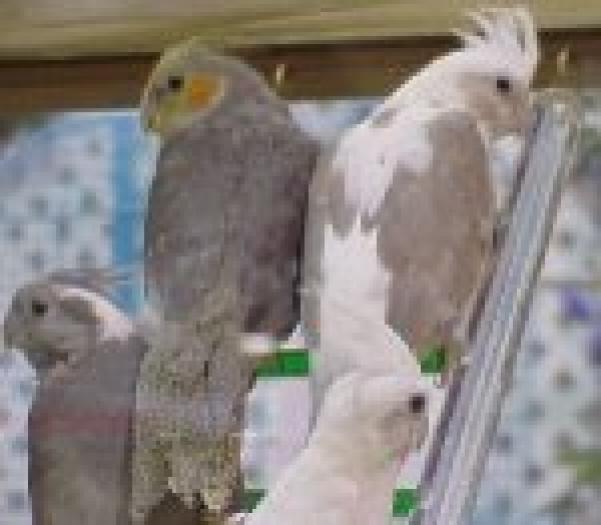 35_cockat - PAPAGALI