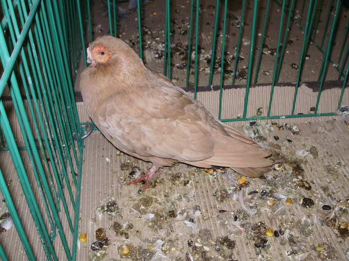 6528x ojo de fresa 1