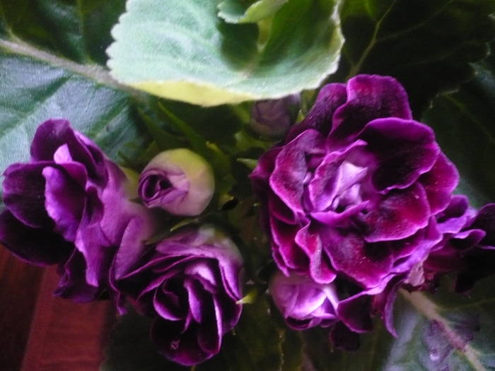 30-07-2009 132 - Flori