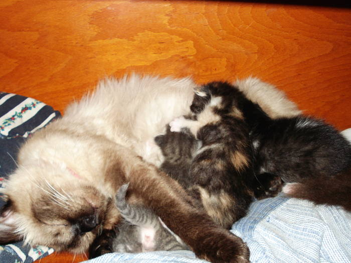 DSC09609 - ANIMALUTELE MELE