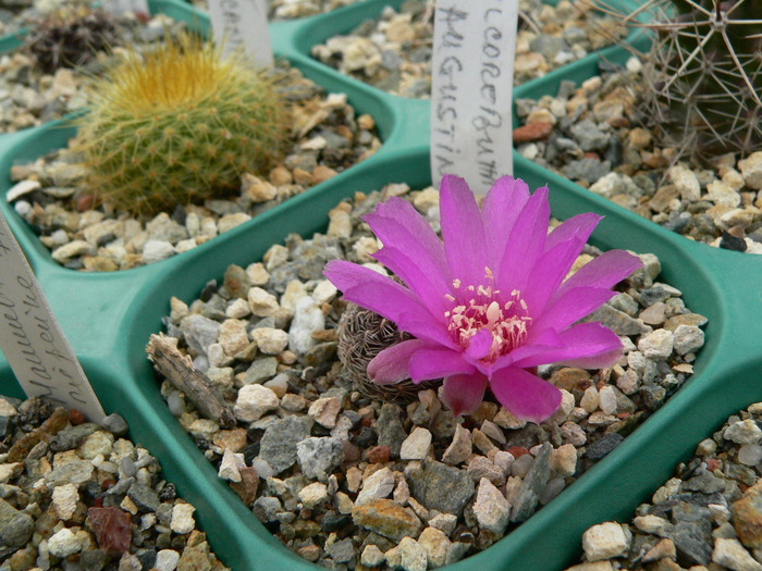 sulcorebutia_augustinii - genul Rebutia