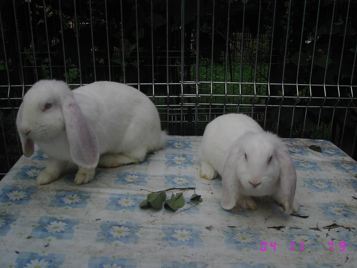 IMG_7073 - viitoriiiiiiiiiiiiii campioniiiiiiii 8