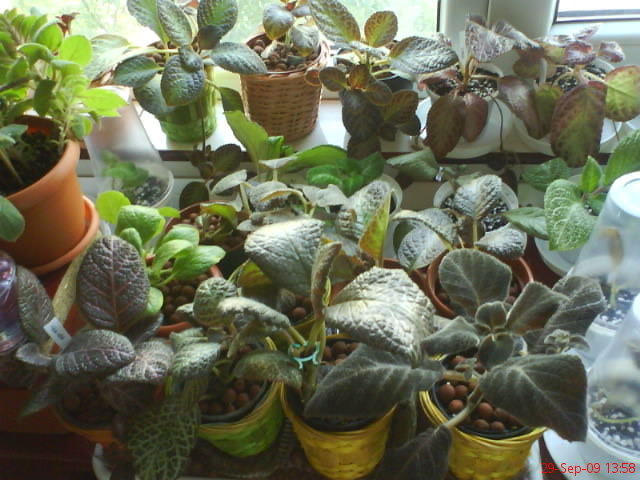 Episcii - poza grup; Episcii - poza grup
