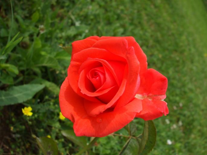 DSCF1530 - trandafiri