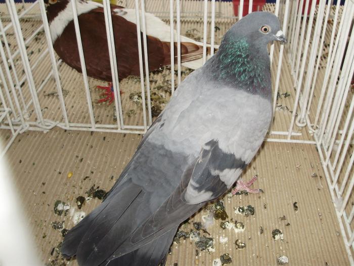 ciung 3 - 1506 2 porumbei rz