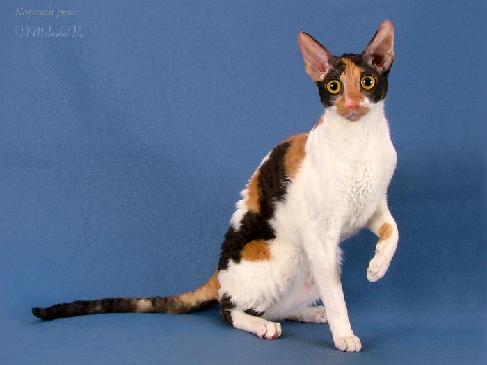 D_278 - Desktop Pisici