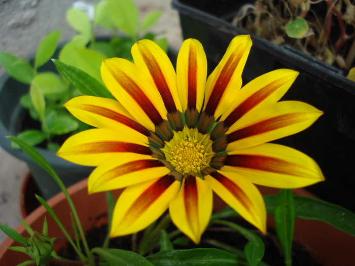 Gazania_Treasure Flower (2009, Sep.12) - 09 Garden in September