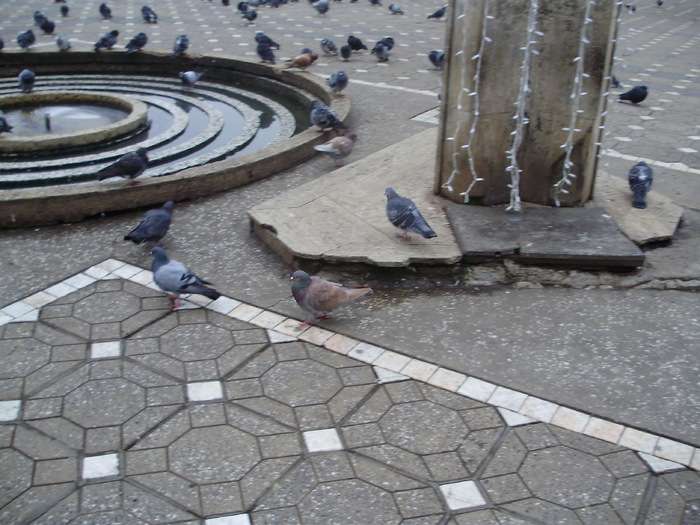 P9040060 - 18g Timisoara