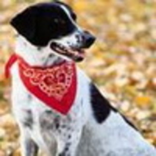 Avatare Caini Avatar Catei din Vestul Salbatic