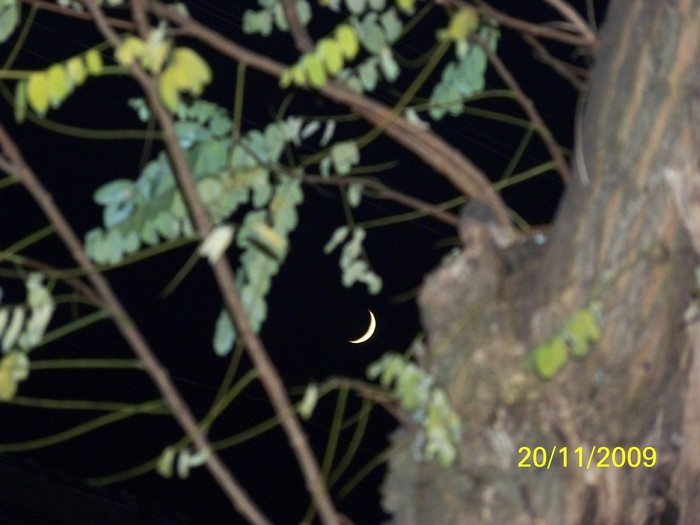 100_4942 - Toamna in curte  Timisoara