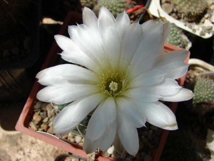 Gymnocalycium denudatm