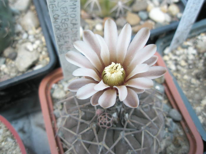 Gymnocalycium bodenbenderianum - 06.06