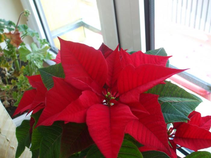 DSCF3258 - poinsetia