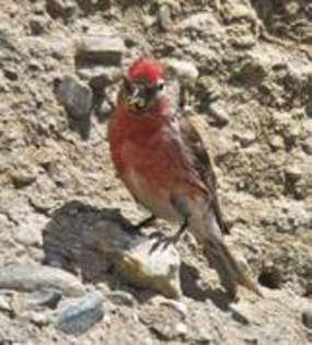 UIWVLDDDBJGGRIZBKFI - PASARELE O VECHE PASIUNE