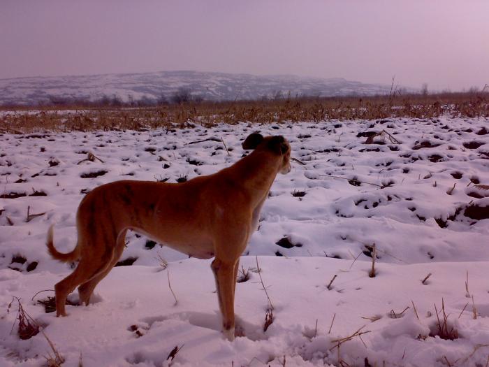 Pinchi Greyhound - e Tosa Inu vs Greyhound