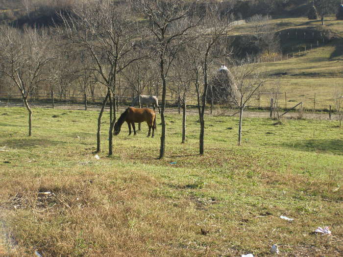 059 - A3 - 30 NOV 2009 SCHITU BRAD IN SAT GURGUIATA