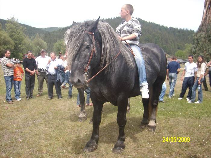 SANY0283 - cai la expozitie la Bucsoaia