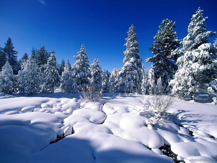 Christmas Wallpapers (314)