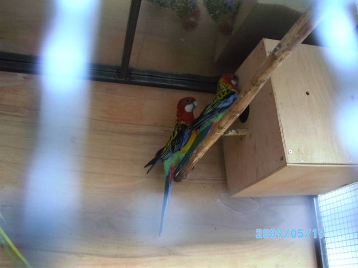 SANY7670 - papagali