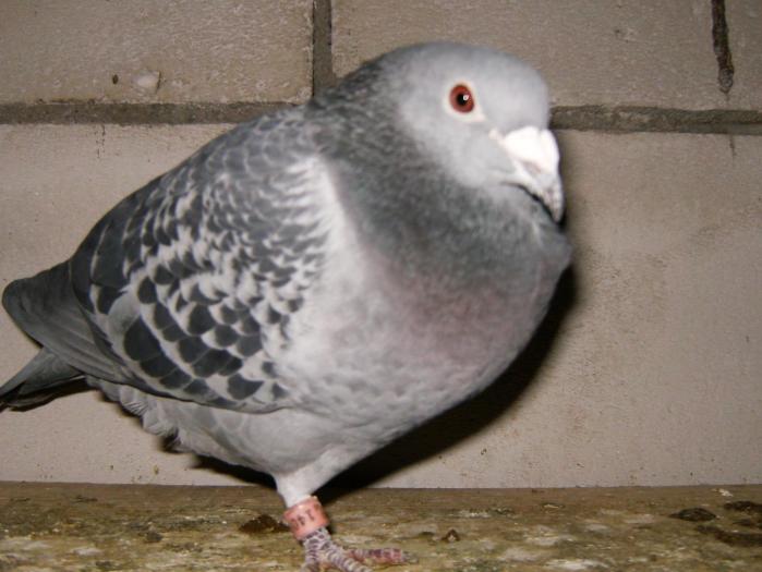 noile achizitii 014 - noile achizitii