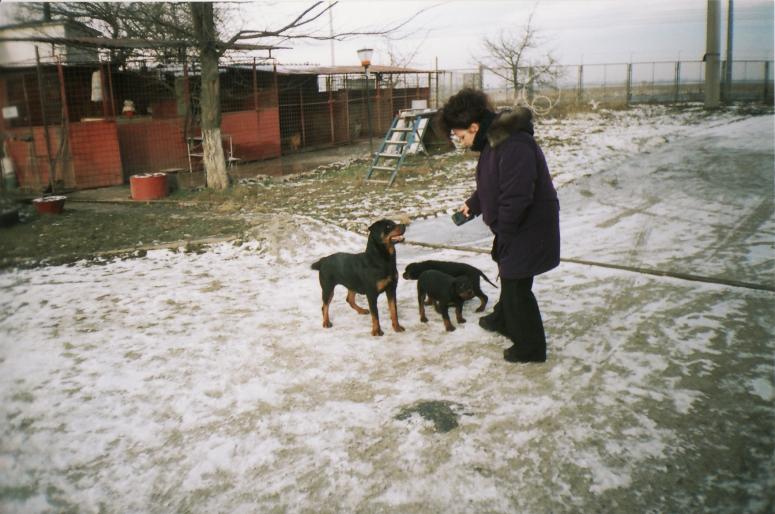 TYRA - CAINI-ROTTWEILER-FEMELA-Tyra v hause onul