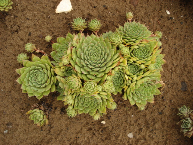 DSC08895 - Sempervivum