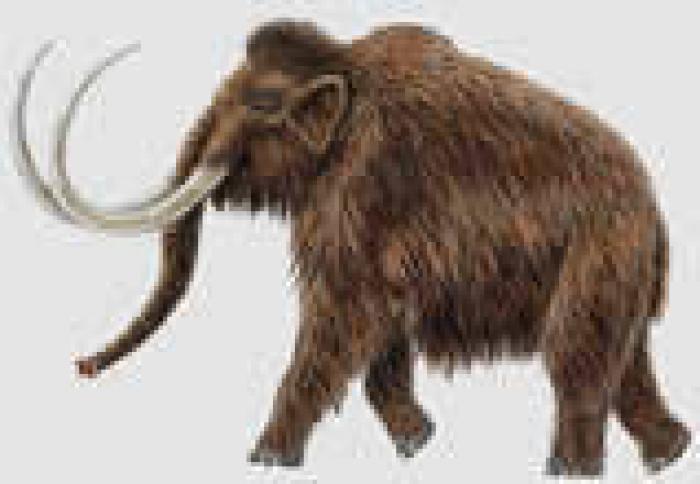 mamut