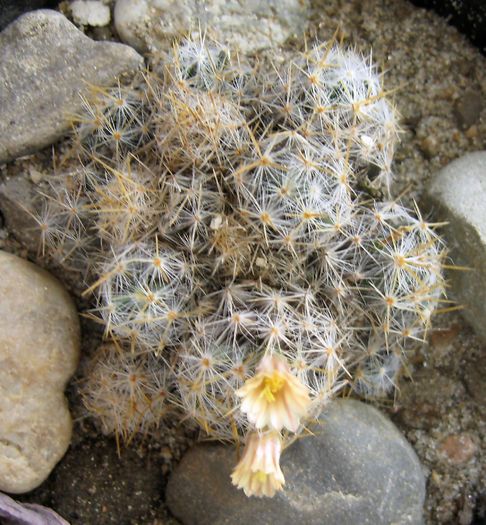 Mammillaria prolifera ssp. texana-flori apical