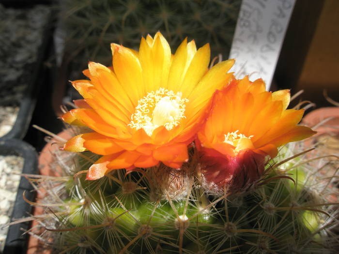 Parodia weberiana - flori