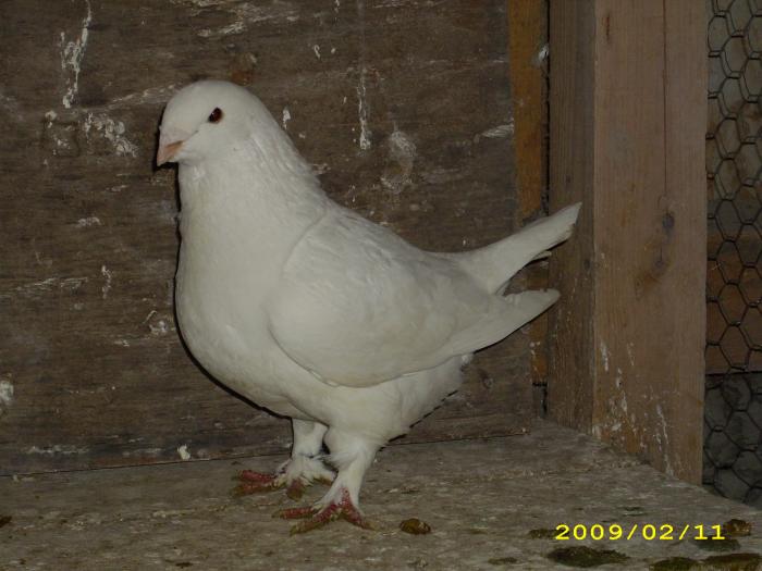 mascul 2008 - nastase