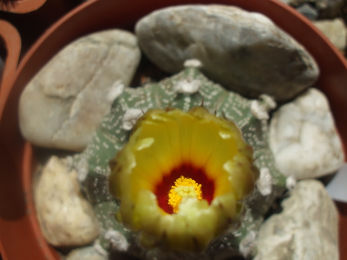 DSCF0542 - cactusii mei