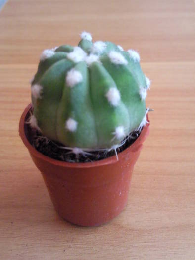 Echinopsis subdenudatum 2009 - Colectie cactusi
