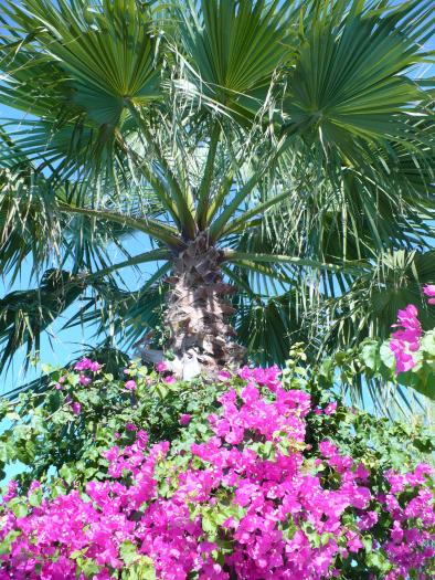 Bougainvillea... catarata pe un palmier - Flori