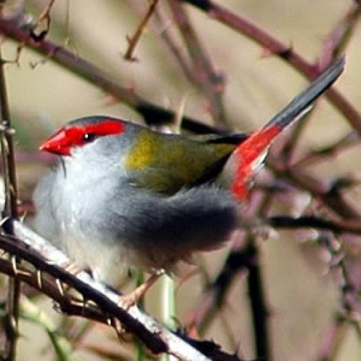 Red browed fire tail