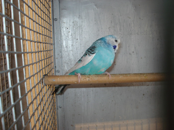 femela baltat albastru 1 an - perusi