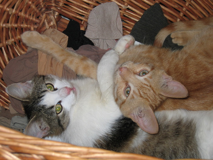 IMG_0476 - papusi de colectie