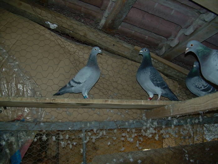 9.01.2009 228; maturi
