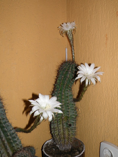 Picture 001 - cactusi